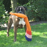 Lucky in oranje stemming