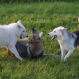 Foto van Leffe Saarlooswolfhond