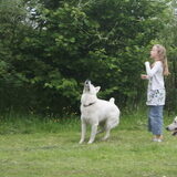 Foto van Leffe Saarlooswolfhond