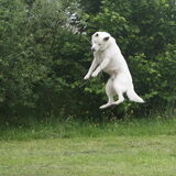 Foto van Leffe Saarlooswolfhond