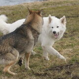 Foto van Leffe Saarlooswolfhond