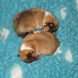 3 Daagjes oud