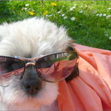 Noa met de zonnebril op!