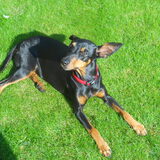 Foto van Marleen , Blacky & Justy