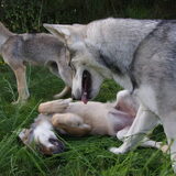 saarlooswolfhond met 3 wolf puppies