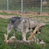 saarlooswolfhond met 3 wolf puppies