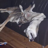 Foto van Leffe Saarlooswolfhond