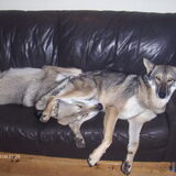 Foto van Leffe Saarlooswolfhond