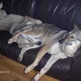 Foto van Leffe Saarlooswolfhond