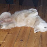 Foto van Leffe Saarlooswolfhond