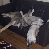 Foto van Leffe Saarlooswolfhond