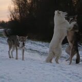 Foto van Leffe Saarlooswolfhond