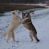 Foto van Leffe Saarlooswolfhond