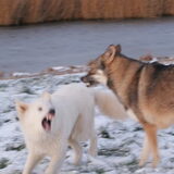 Foto van Leffe Saarlooswolfhond