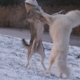 Foto van Leffe Saarlooswolfhond