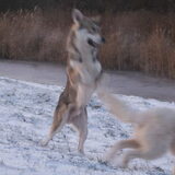 Foto van Leffe Saarlooswolfhond