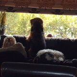 Foto van liesbeth,Turbo,Luna, Levi en Faith