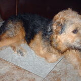 Foto van liesbeth,Turbo,Luna, Levi en Faith