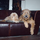 Foto van liesbeth,Turbo,Luna, Levi en Faith
