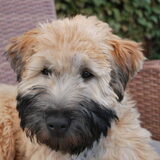 shannagh als pup