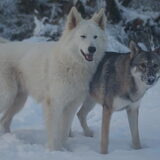 Foto van Leffe Saarlooswolfhond
