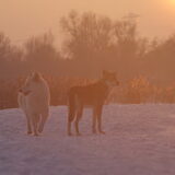 Foto van Leffe Saarlooswolfhond