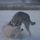 Foto van Leffe Saarlooswolfhond