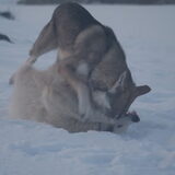 Foto van Leffe Saarlooswolfhond