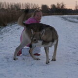 Foto van Leffe Saarlooswolfhond