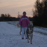 Foto van Leffe Saarlooswolfhond