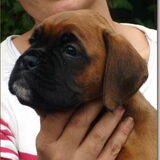 Briana ''Luca'' van het Twentse Ros