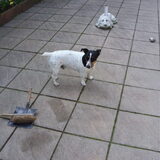 Foto van Beerens jacques