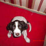 Onze lieve tygo.