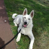 Hier is Snow bijna 8 maanden