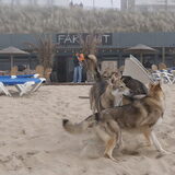 Foto van Leffe Saarlooswolfhond