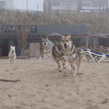 Foto van Leffe Saarlooswolfhond