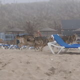 Foto van Leffe Saarlooswolfhond