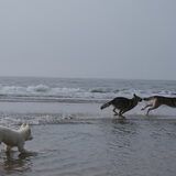 Foto van Leffe Saarlooswolfhond