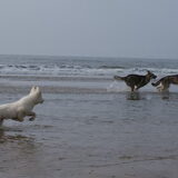 Foto van Leffe Saarlooswolfhond