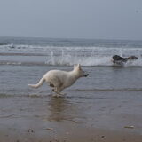 Foto van Leffe Saarlooswolfhond