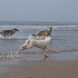 Foto van Leffe Saarlooswolfhond