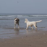 Foto van Leffe Saarlooswolfhond