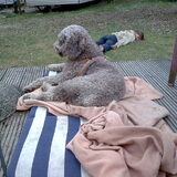 Princes op erwt