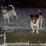 spyke en rocky in de sneeuw
