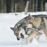Foto van Leffe Saarlooswolfhond