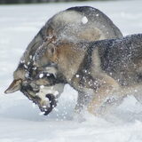 Foto van Leffe Saarlooswolfhond