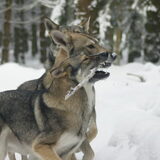 Foto van Leffe Saarlooswolfhond