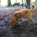 Mila's beste impressie van een varken.