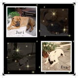 Onze vorige 2 honden die ik best wel mis ,komt ook door Binky hoor…