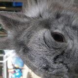 dit is stamper joy's beste vriendje